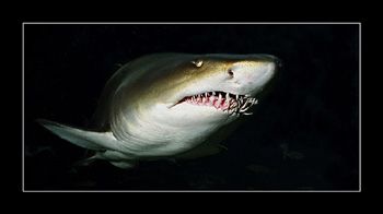 Ragged Tooth Shark. Soth Africa. Nik. V 15mm 200w strobe by Johannes Felten 